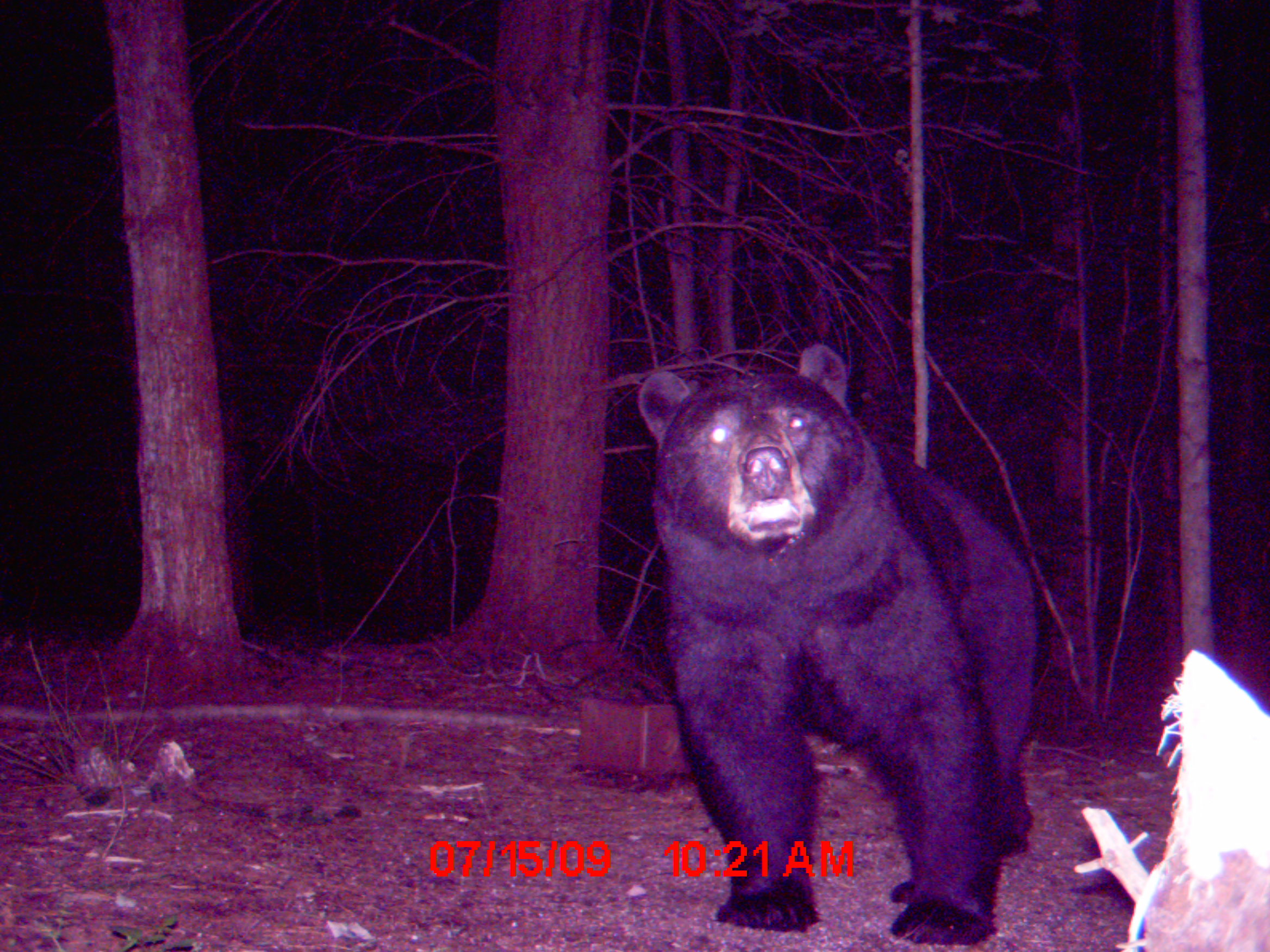 Attached picture bear cam 193.JPG